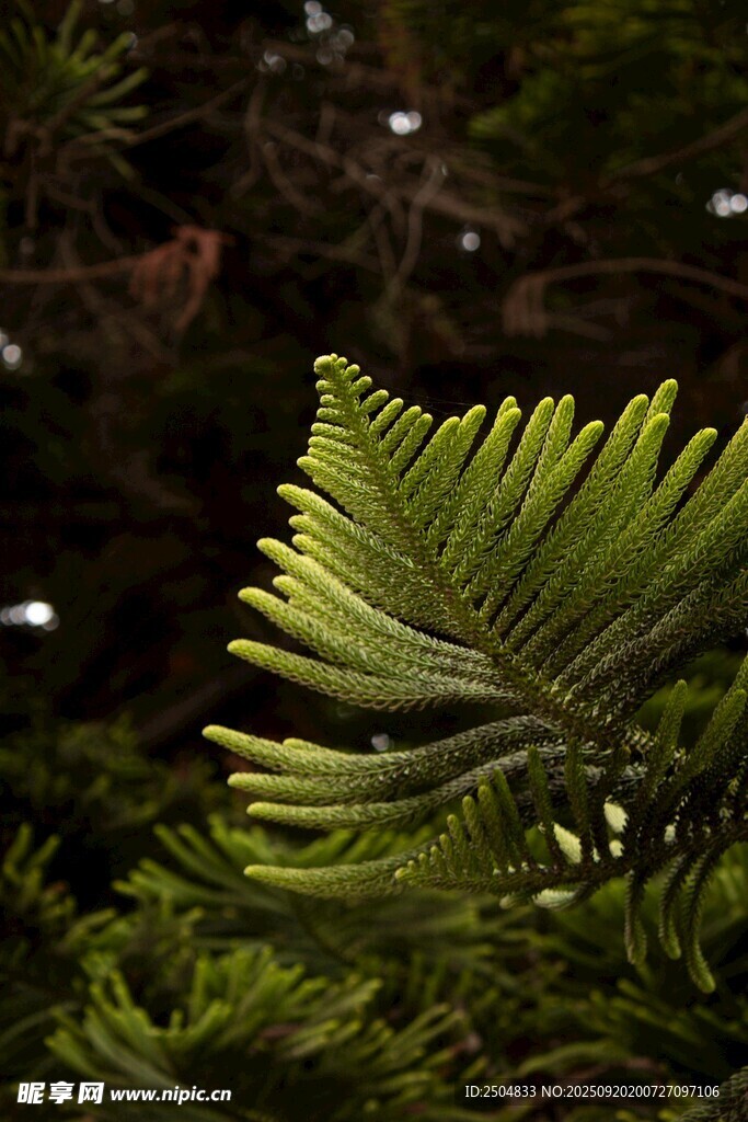 翠綠舒展的羽狀葉片