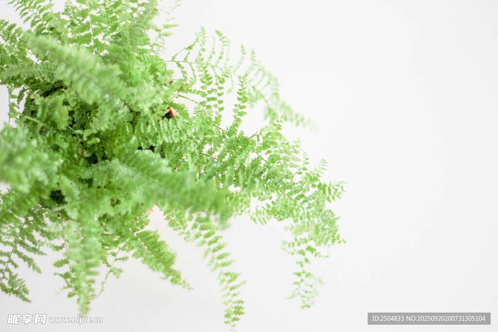翠綠蕨類植物清新特寫