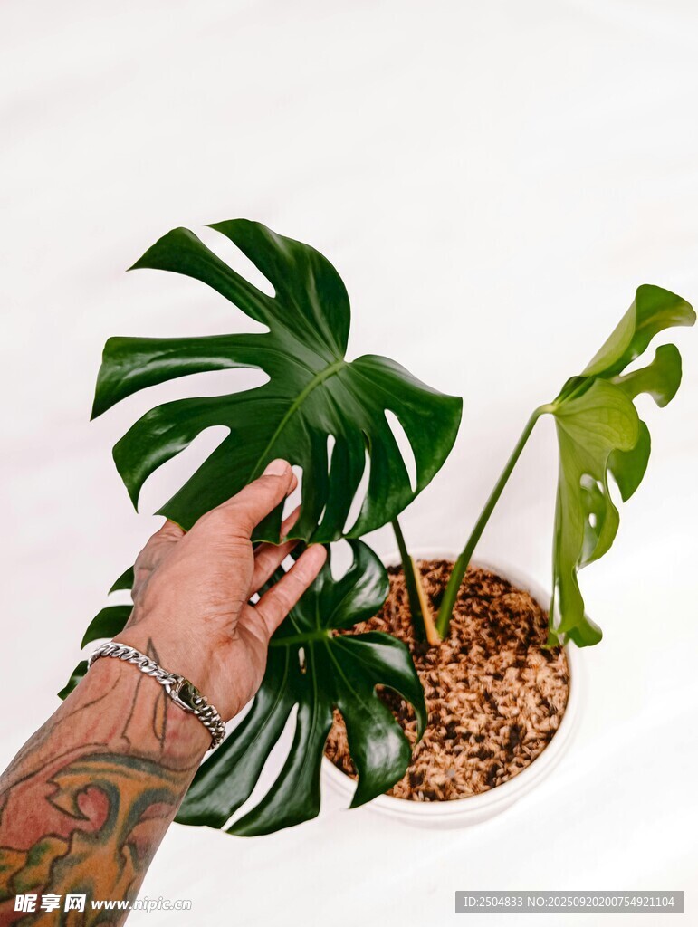 手觸龜背竹綠植瞬間
