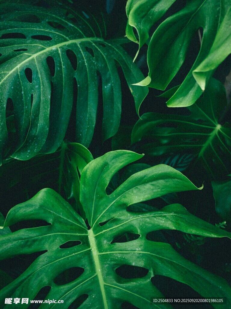 翠綠龜背竹葉特寫