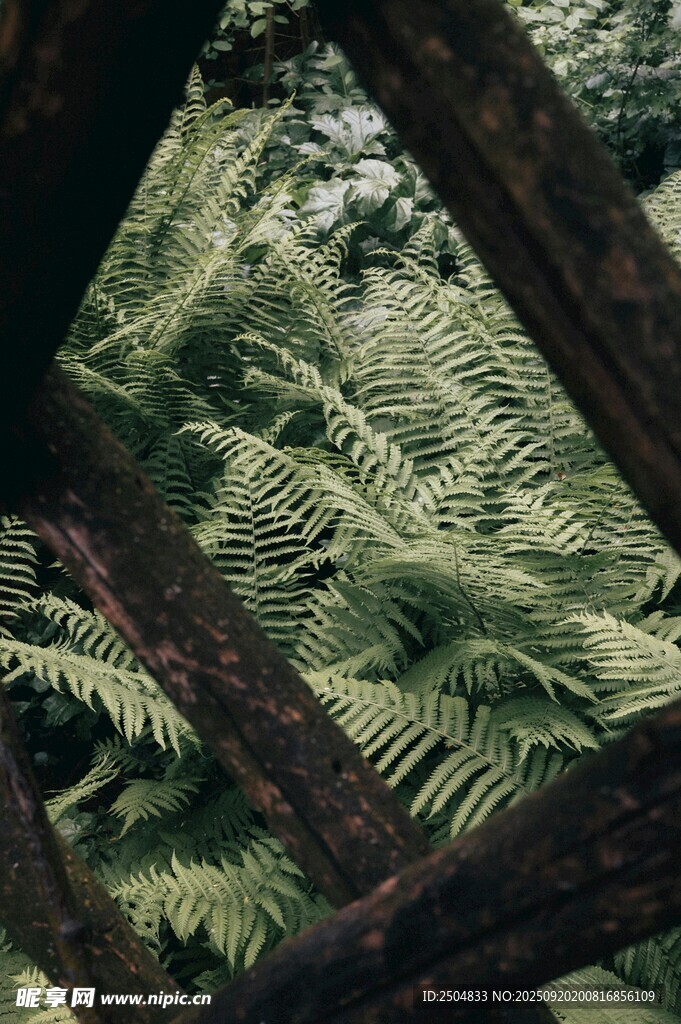 茂密蕨類植物的叢林景象