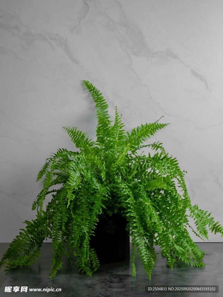 翠綠蕨類盆栽 清新自然
