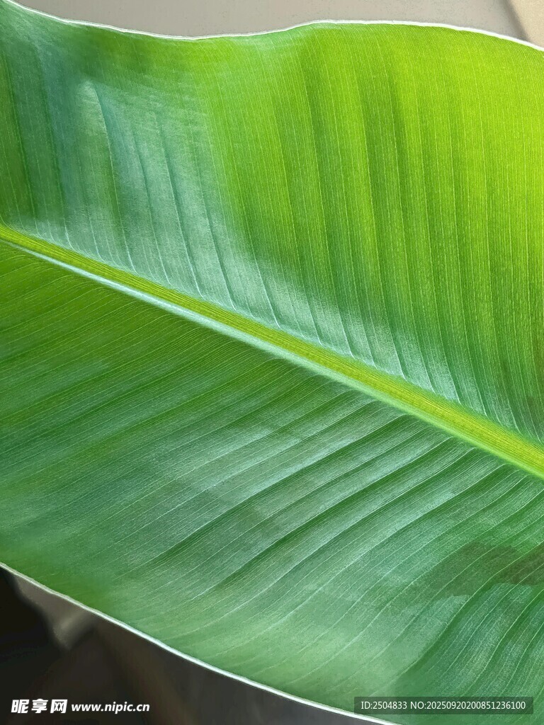 翠綠寬大的香蕉葉特寫