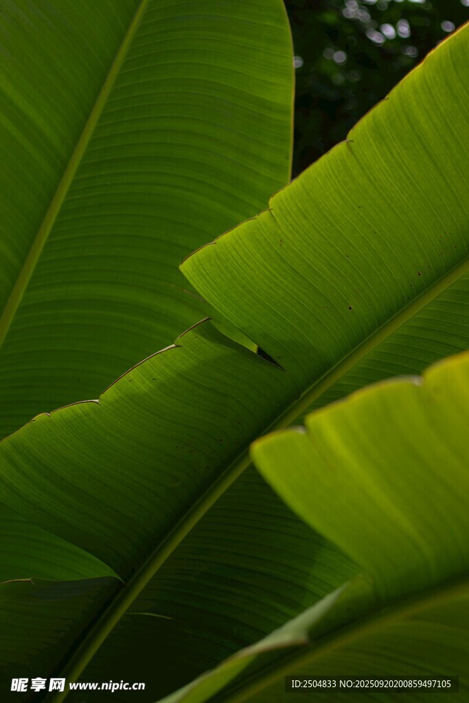 翠綠寬大的熱帶植物葉片