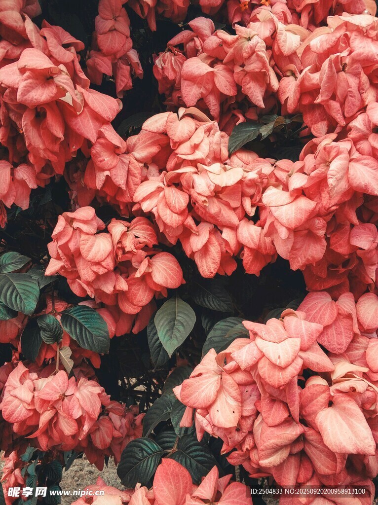 艷麗粉色花朵綻放