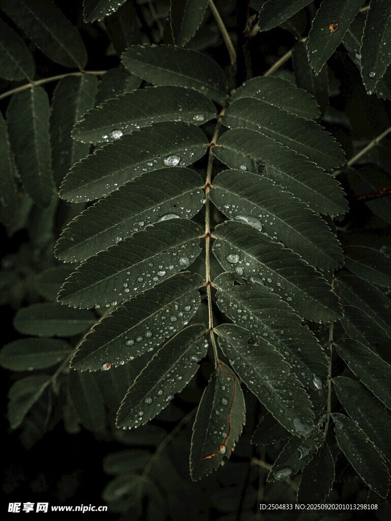雨后帶水珠的羽狀綠葉