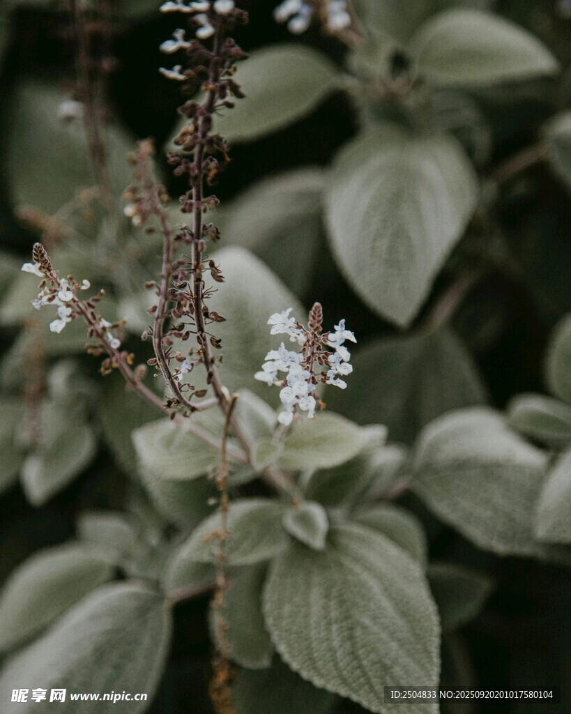 銀葉植物的精致白色小花