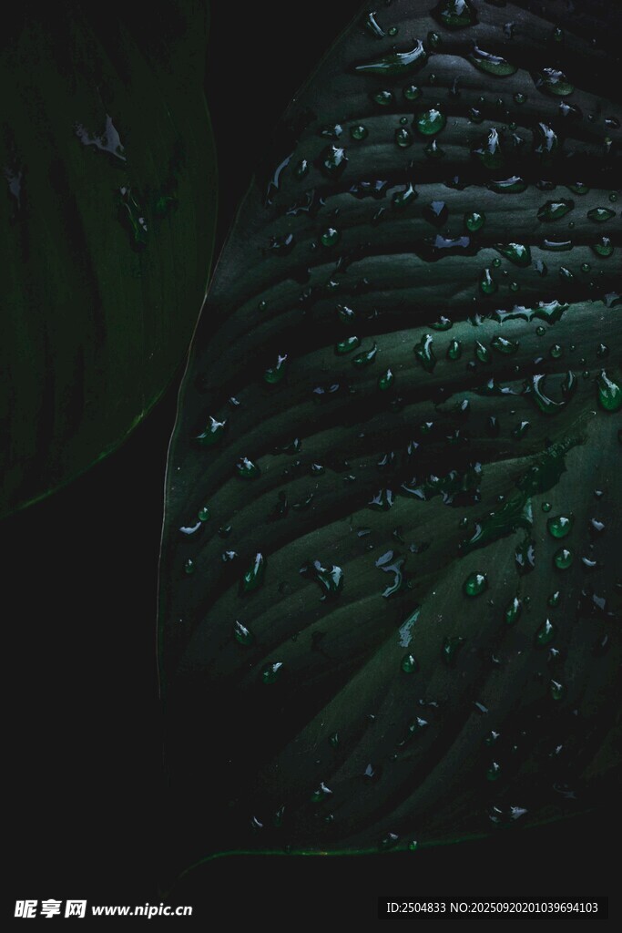 帶水珠的深綠葉片