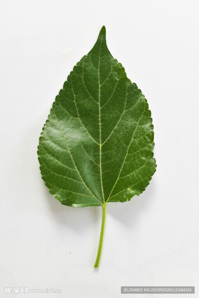 單枚綠色葉片特寫