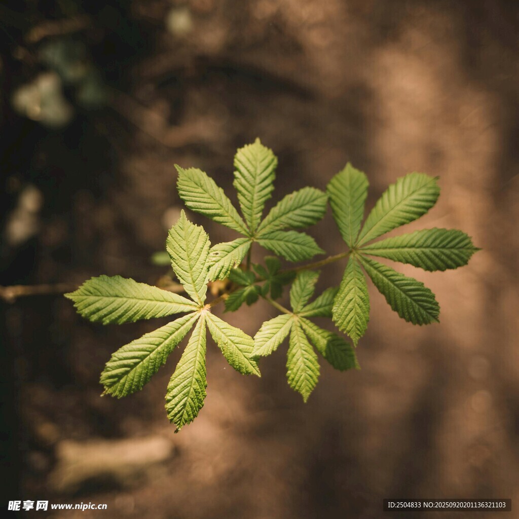 嫩綠掌狀葉片特寫(xiě)