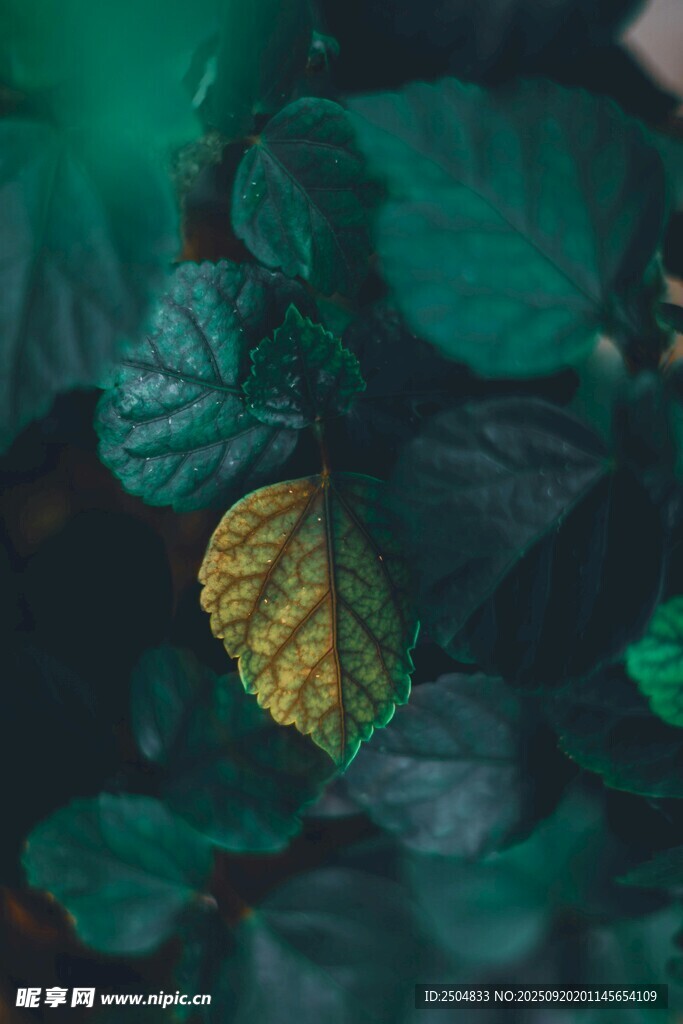 綠葉叢中的一抹金黃