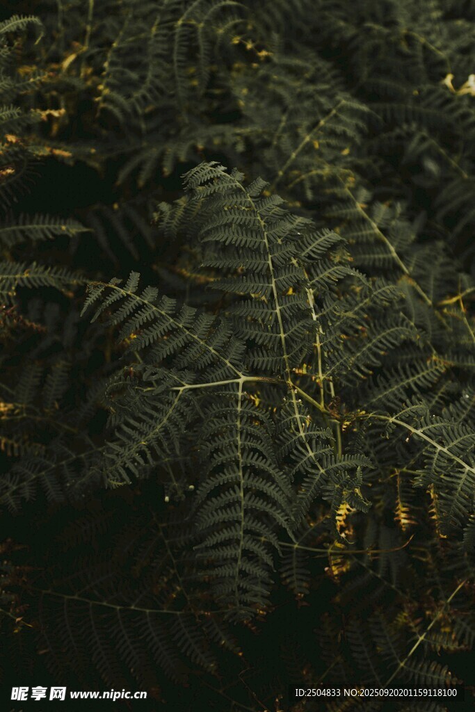 茂密蕨類植物的自然景象
