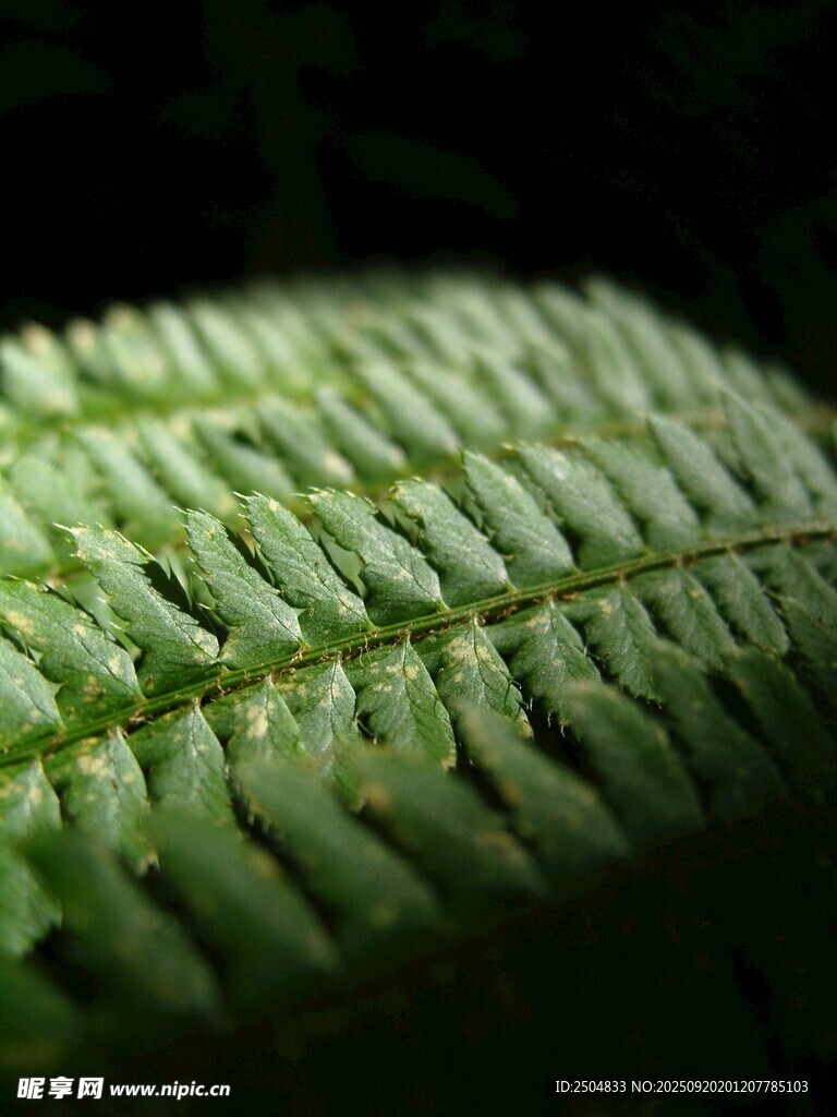 蕨類葉片特寫