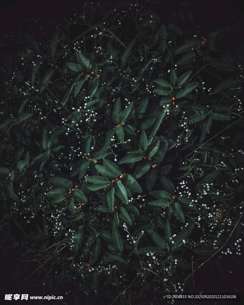 深綠茶葉特寫