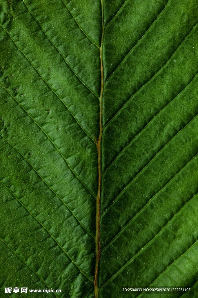 翠綠葉片的清晰脈絡(luò)紋理
