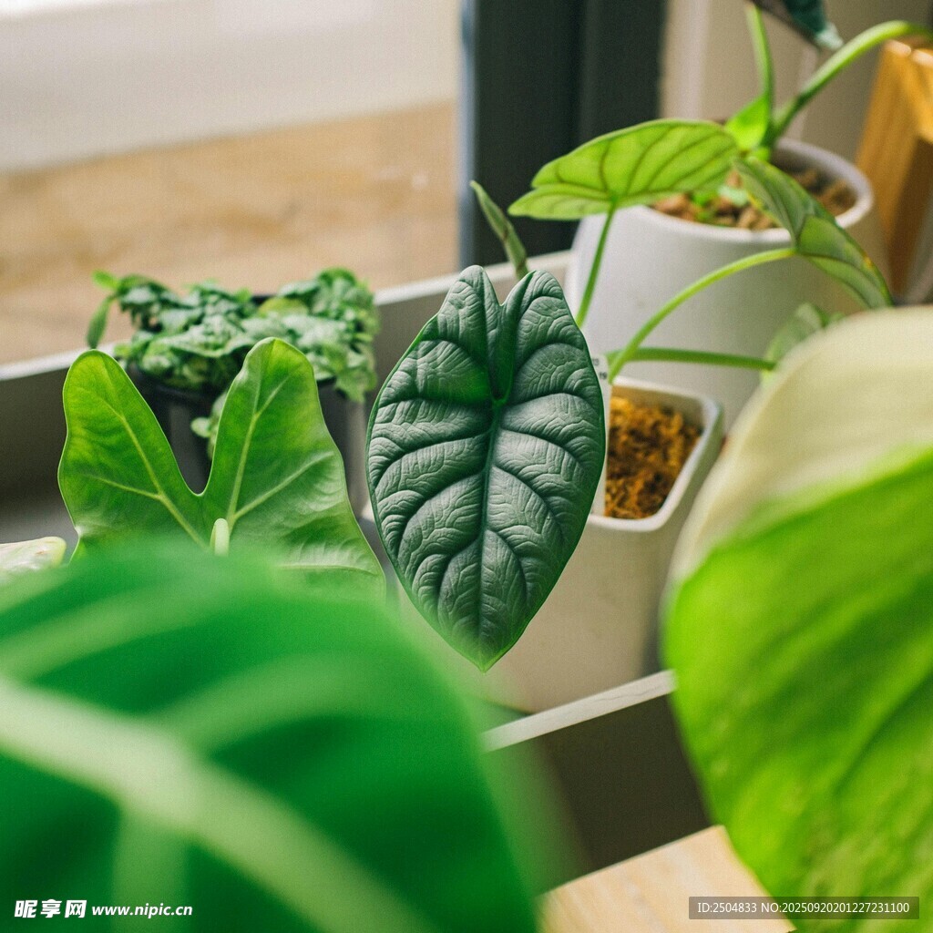 室內(nèi)綠植盆栽展示