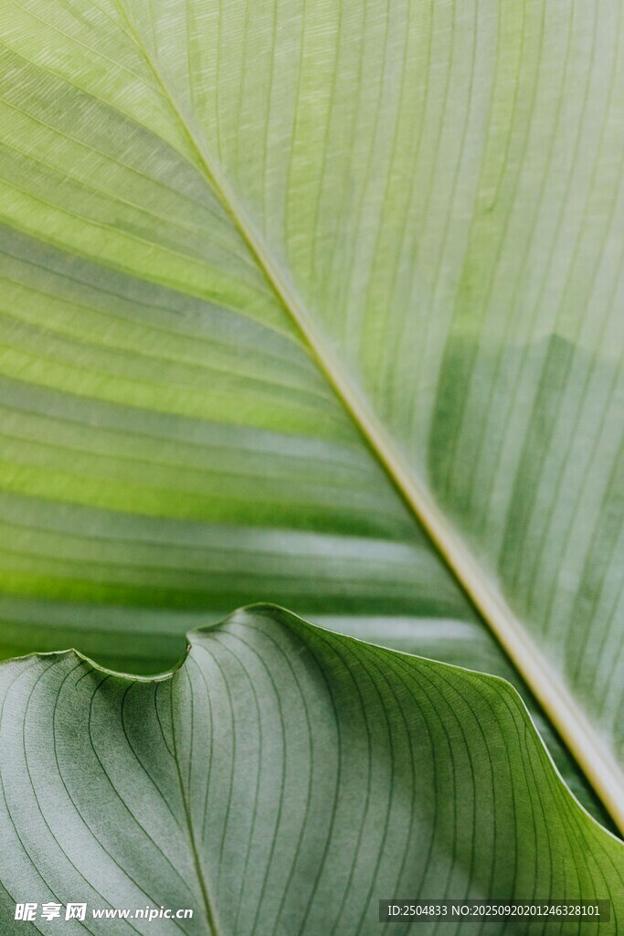 翠綠葉片紋理特寫