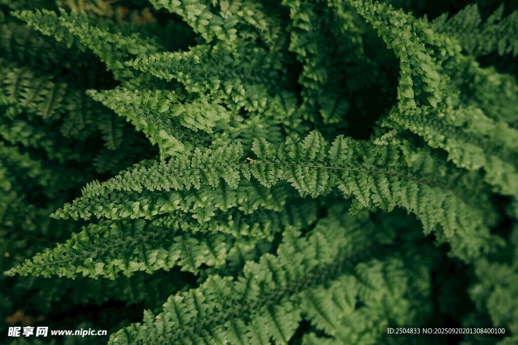 翠綠蕨類植物葉片特寫