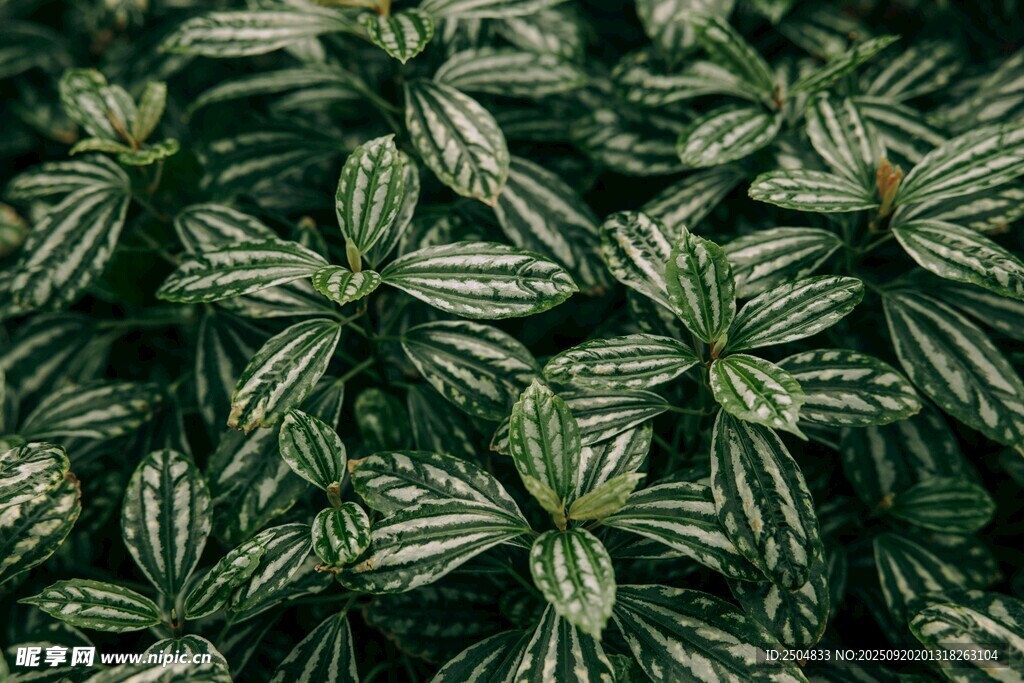 條紋綠葉植物特寫