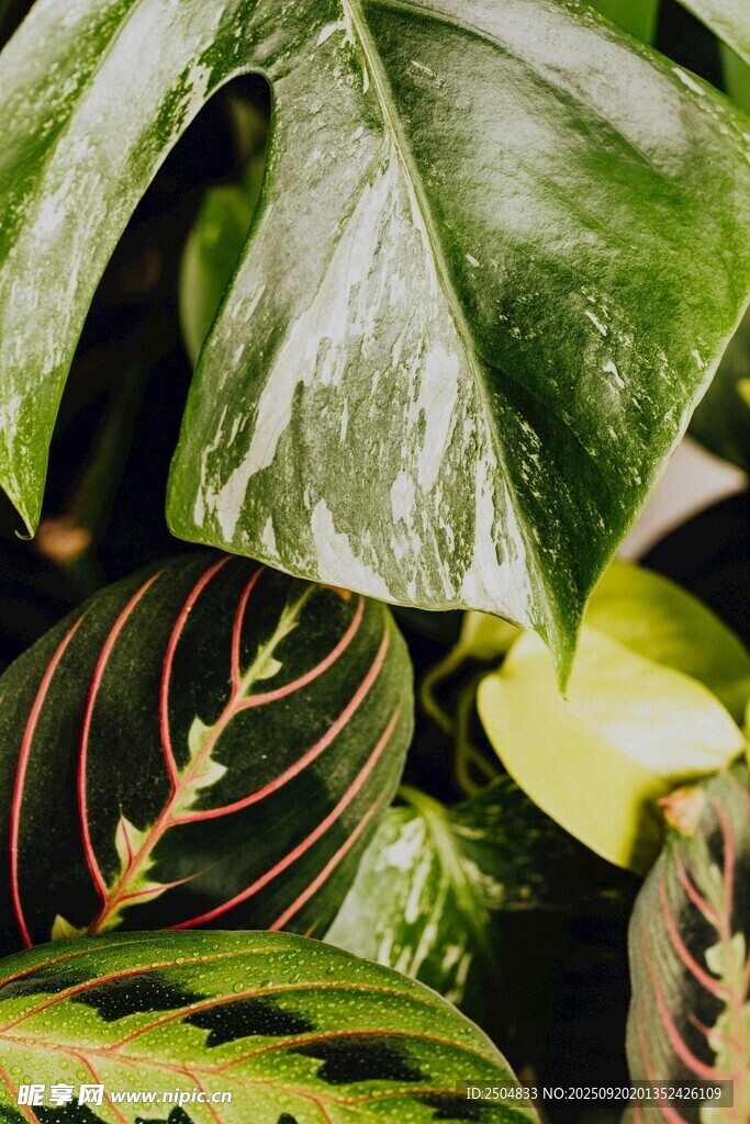 翠綠斑斕的熱帶植物葉片