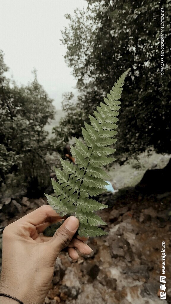 手持蕨類葉片于林間