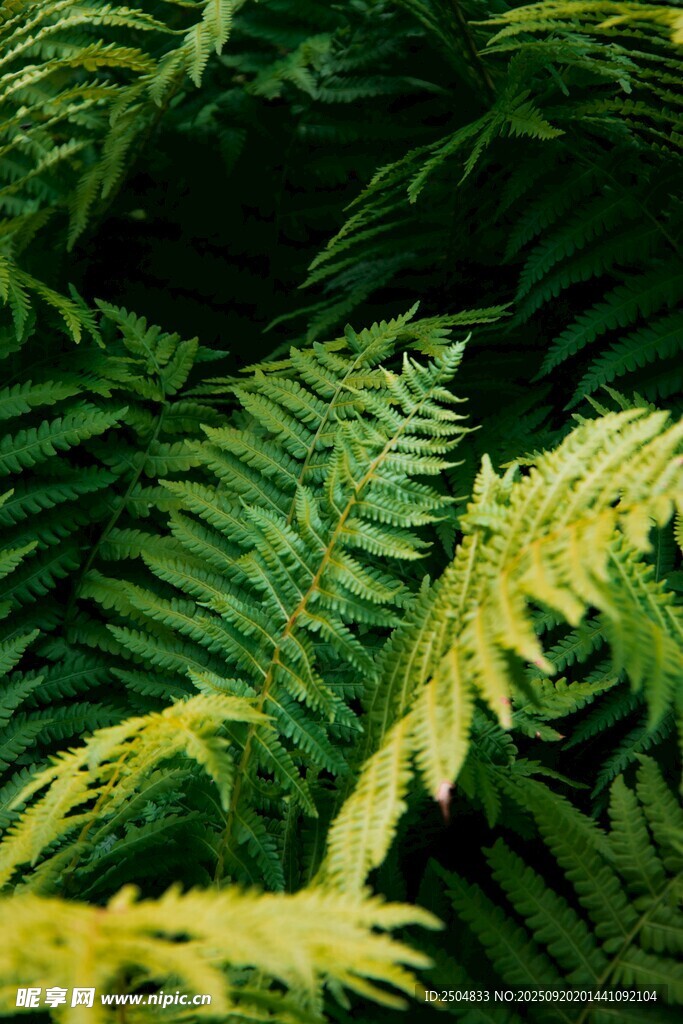 翠綠蕨類(lèi)植物特寫(xiě)
