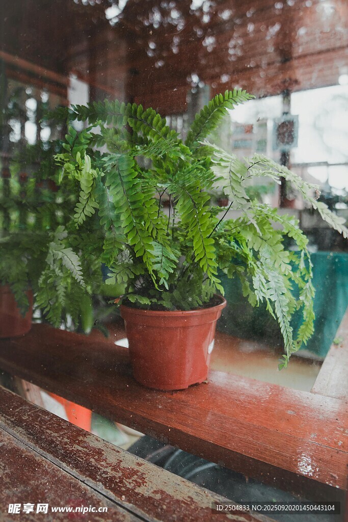 窗邊紅盆綠植清新景象