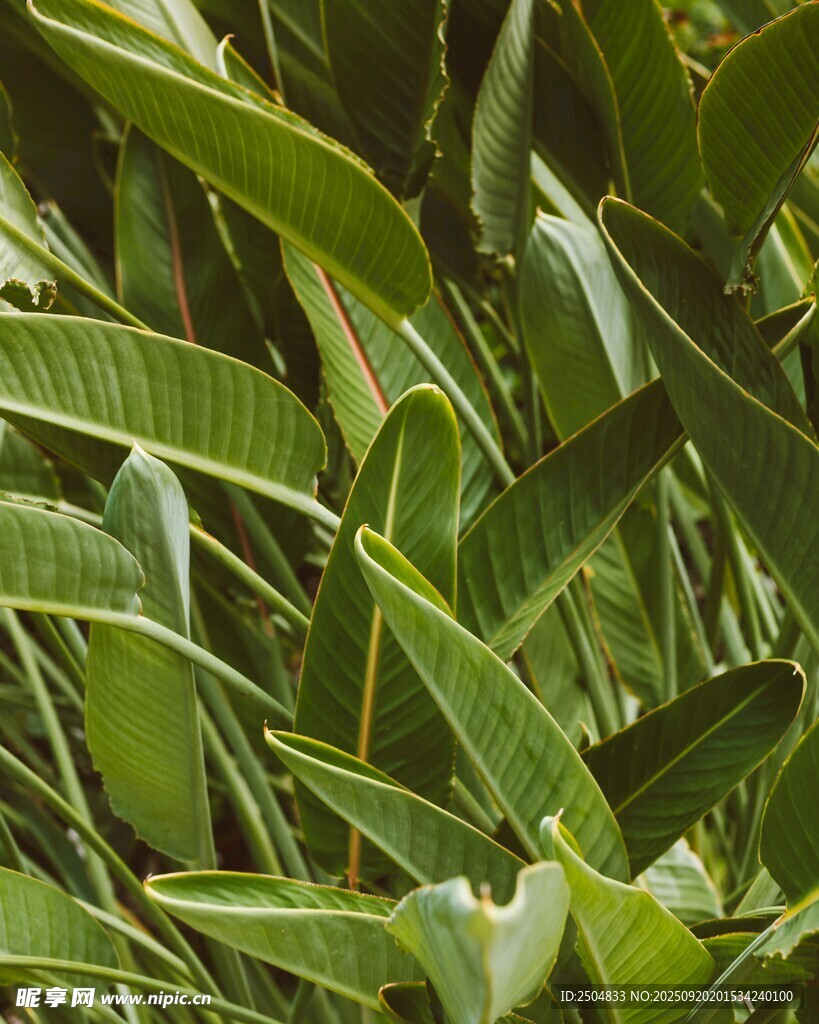 翠綠繁茂的熱帶植物葉片