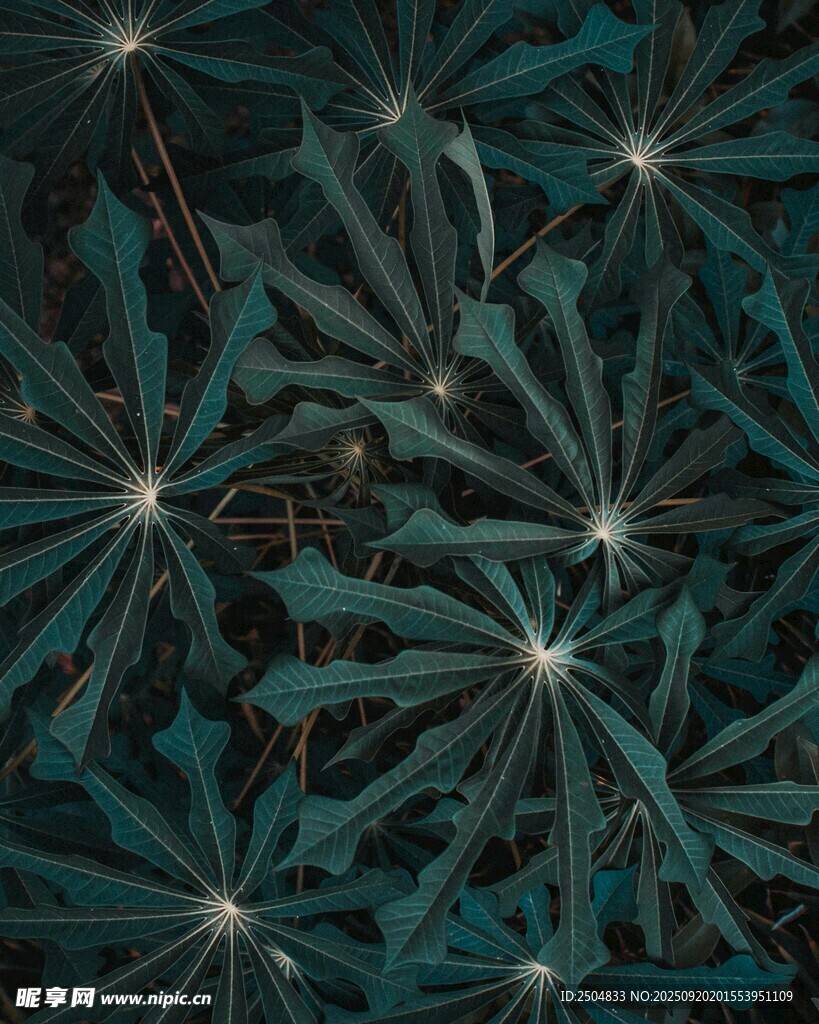 深綠葉片紋理特寫