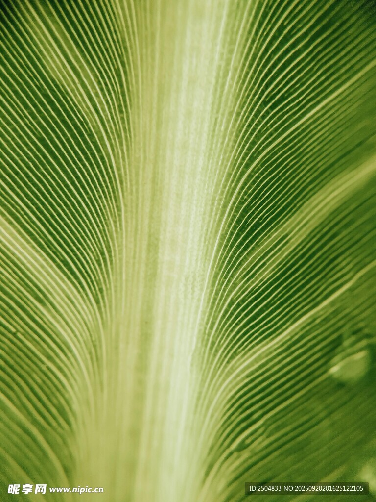 翠綠葉片的清晰紋理