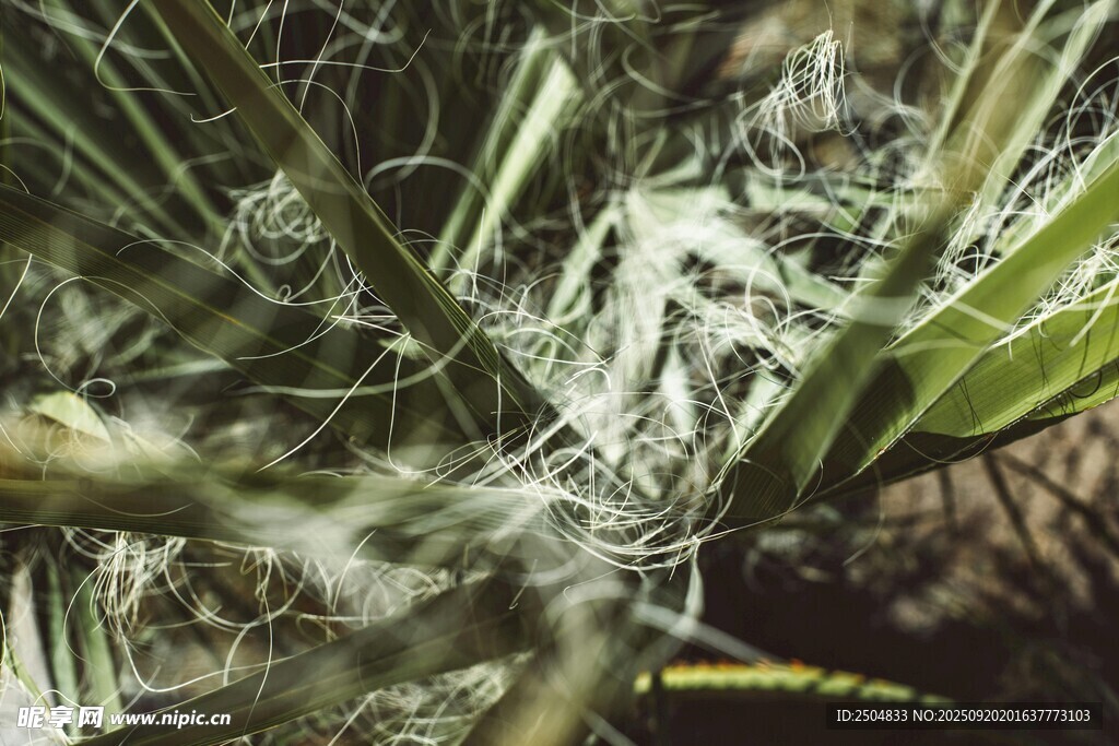 翠綠植物特寫