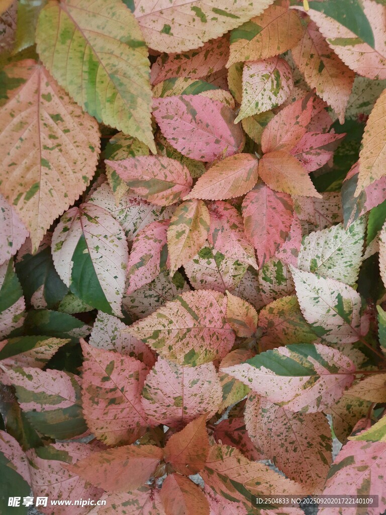 多彩秋葉特寫