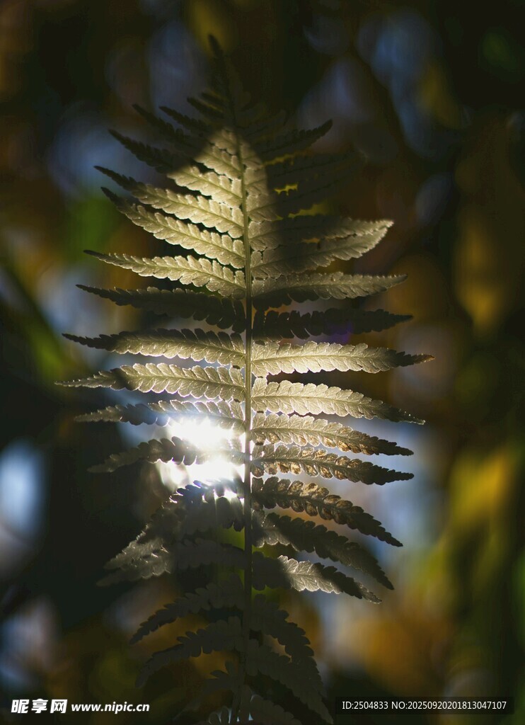 陽(yáng)光下的蕨類植物葉片