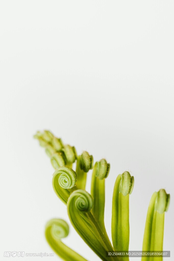 嫩綠蕨類植物的獨特形態(tài)