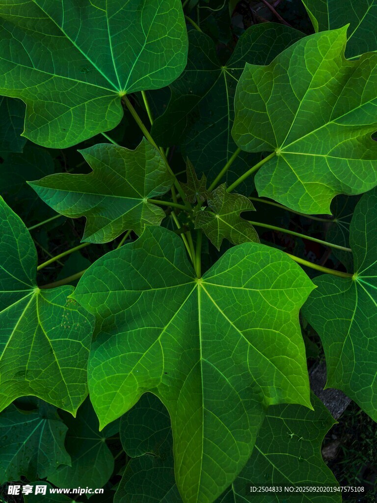 翠綠楓葉特寫
