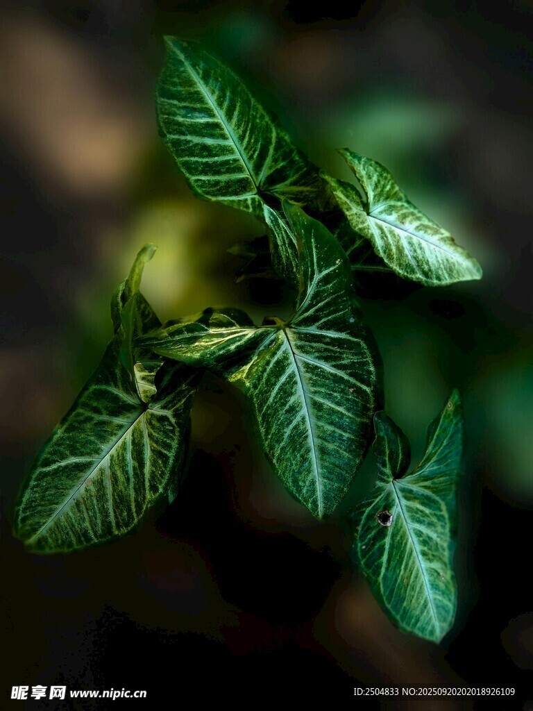 翠綠葉脈清晰的植物葉片