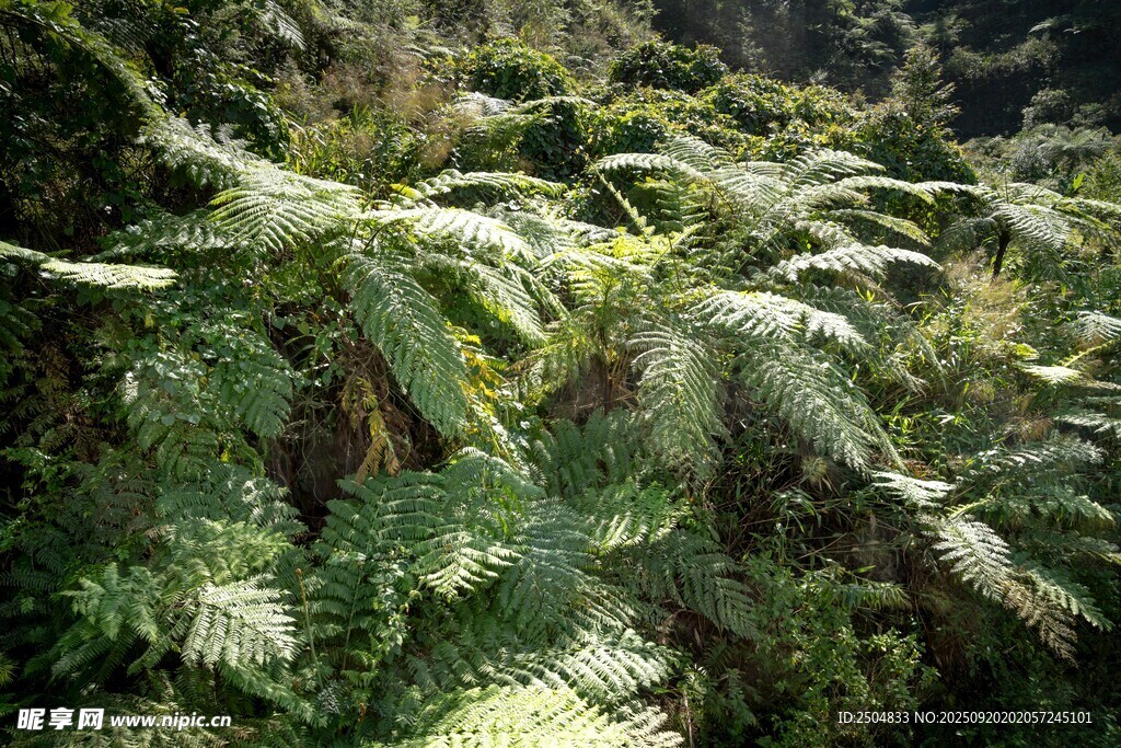 茂密蕨類(lèi)植物景觀