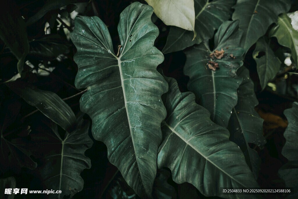 深綠大葉植物特寫
