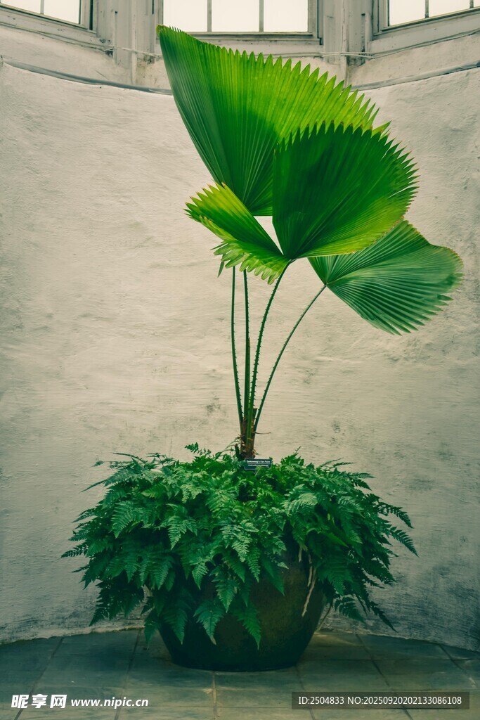 墻角大葉綠植盆栽