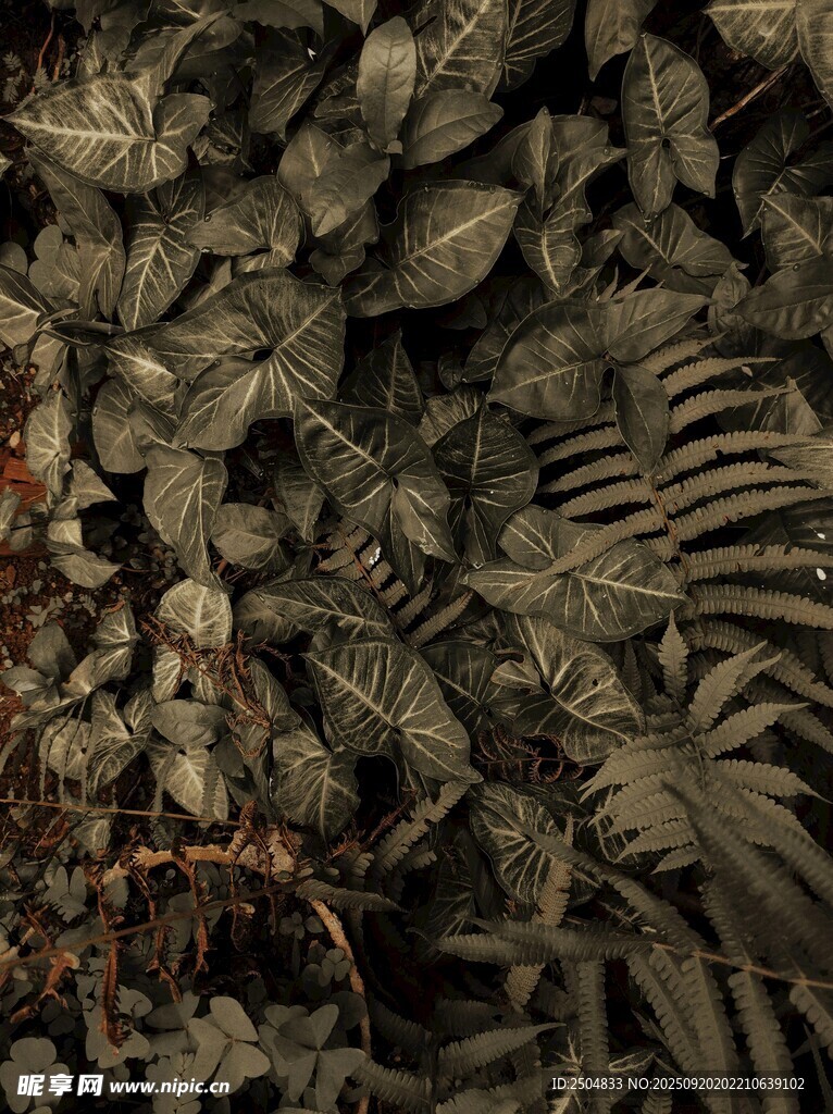 茂密叢林中的多樣植物