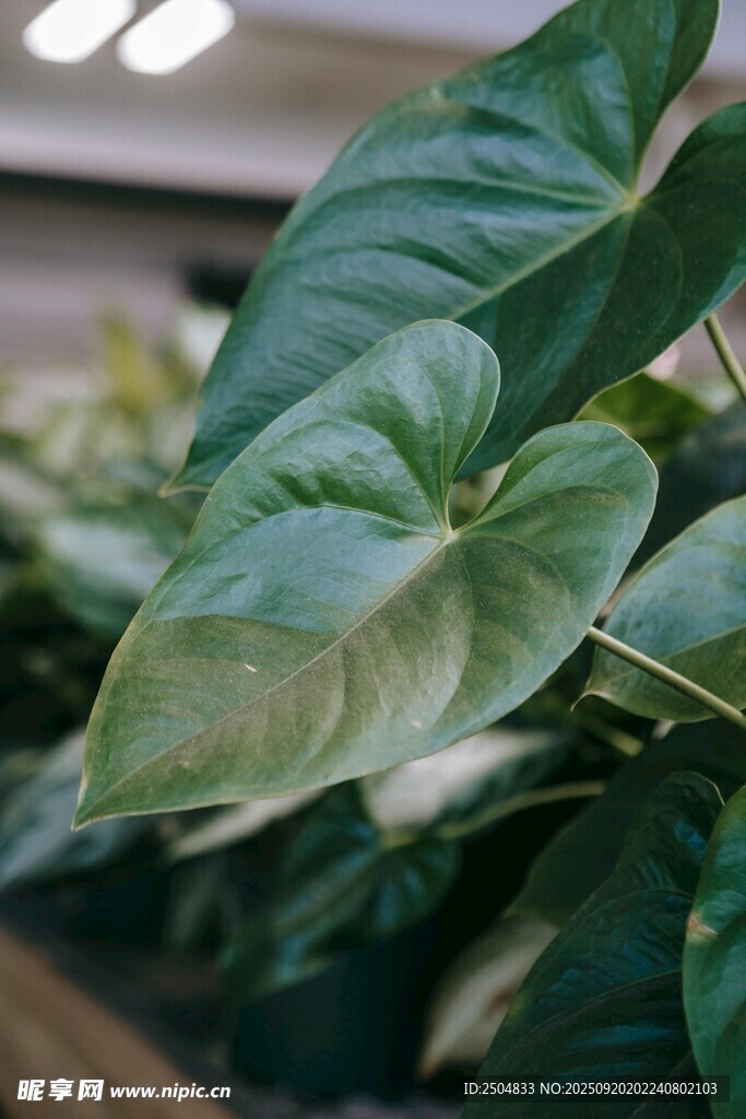 翠綠心形葉片的綠植