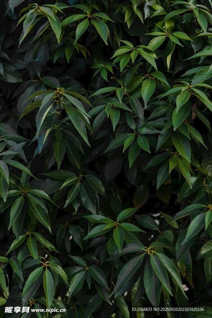 茂密翠綠的植物葉片