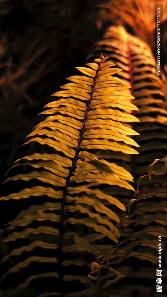 陽(yáng)光下的蕨類植物葉片