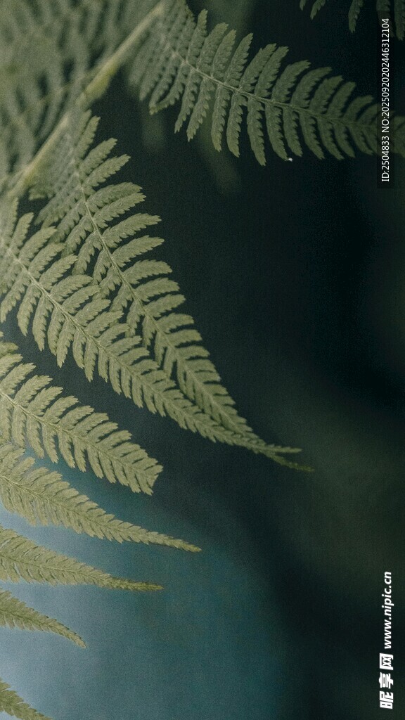 蕨類(lèi)葉片特寫(xiě)