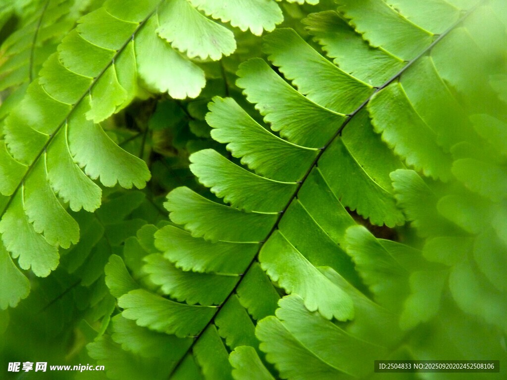 翠綠蕨類葉片特寫