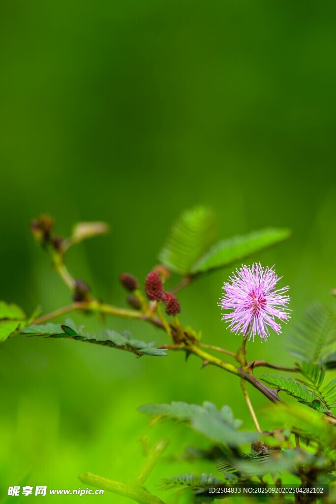 綠葉間的粉色小花