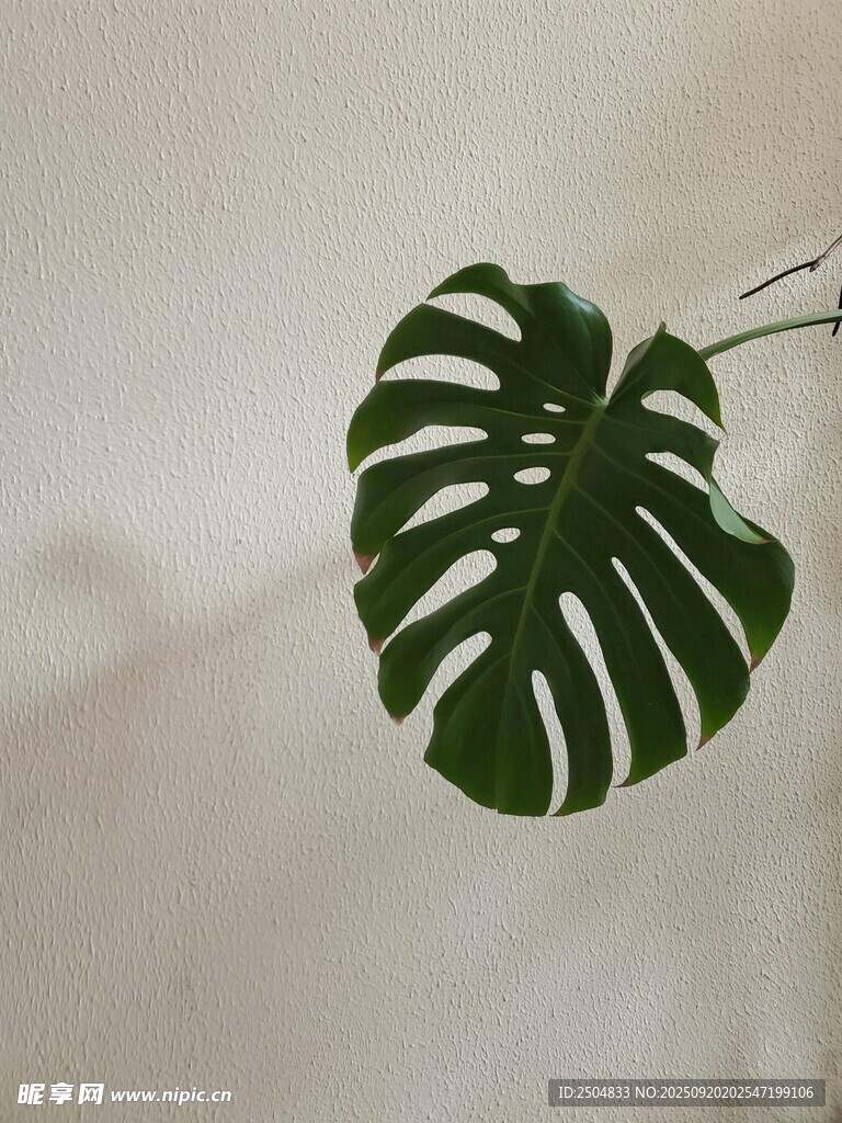 龜背竹葉特寫