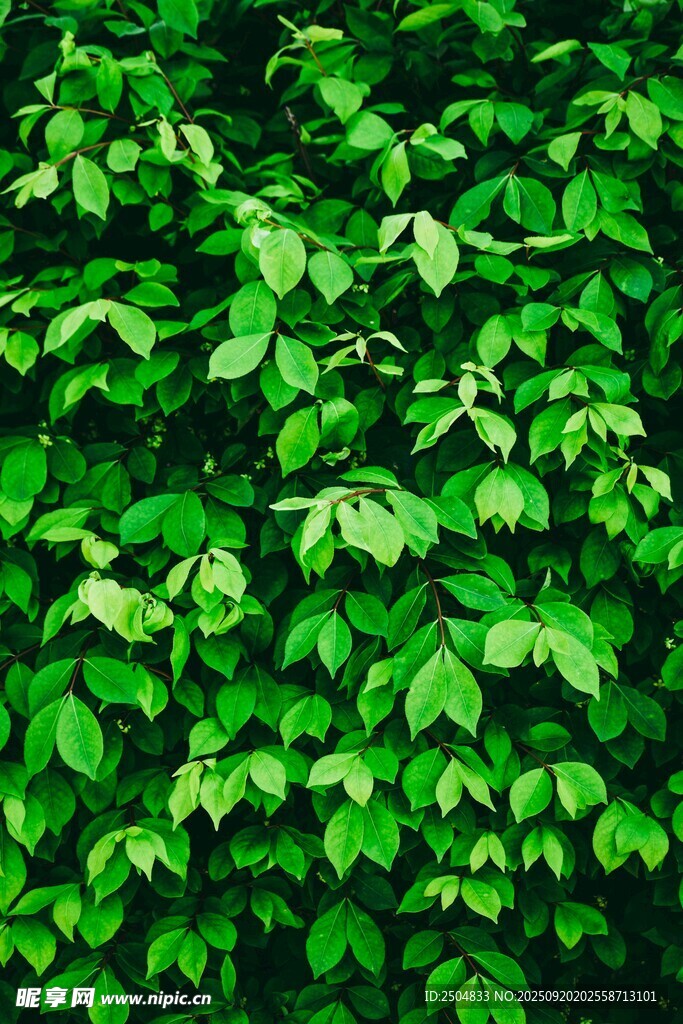 翠綠繁茂的葉片植物墻