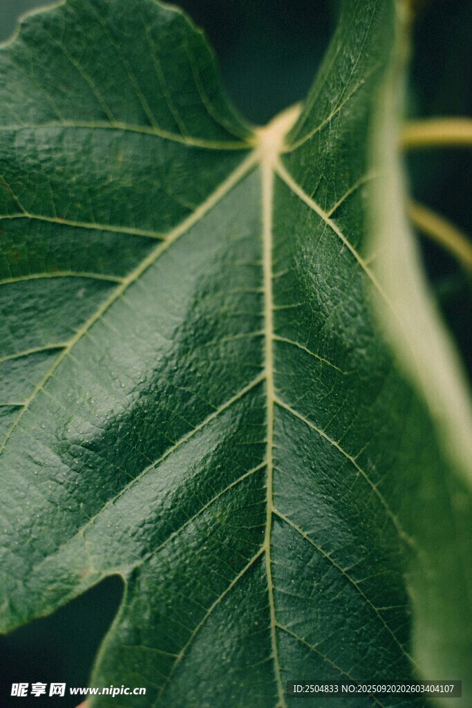特寫 翠綠葉片的清晰紋理