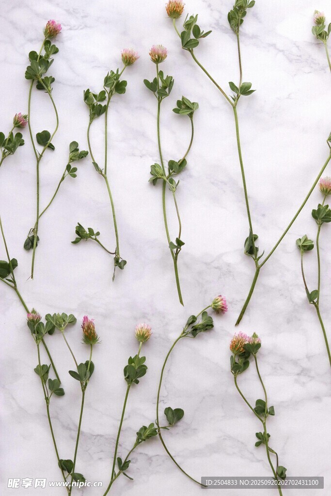 野生小花植物特寫